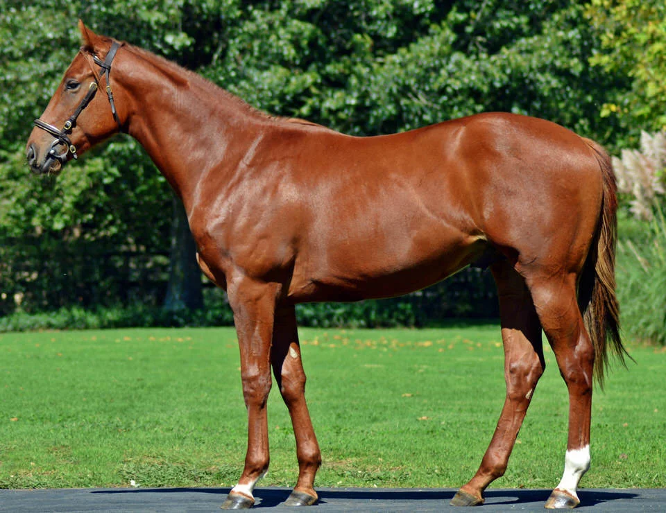 Lot 86 Visionaire - Success Counts