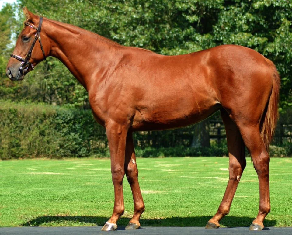 Lot 71 Visionaire - Spring Garland