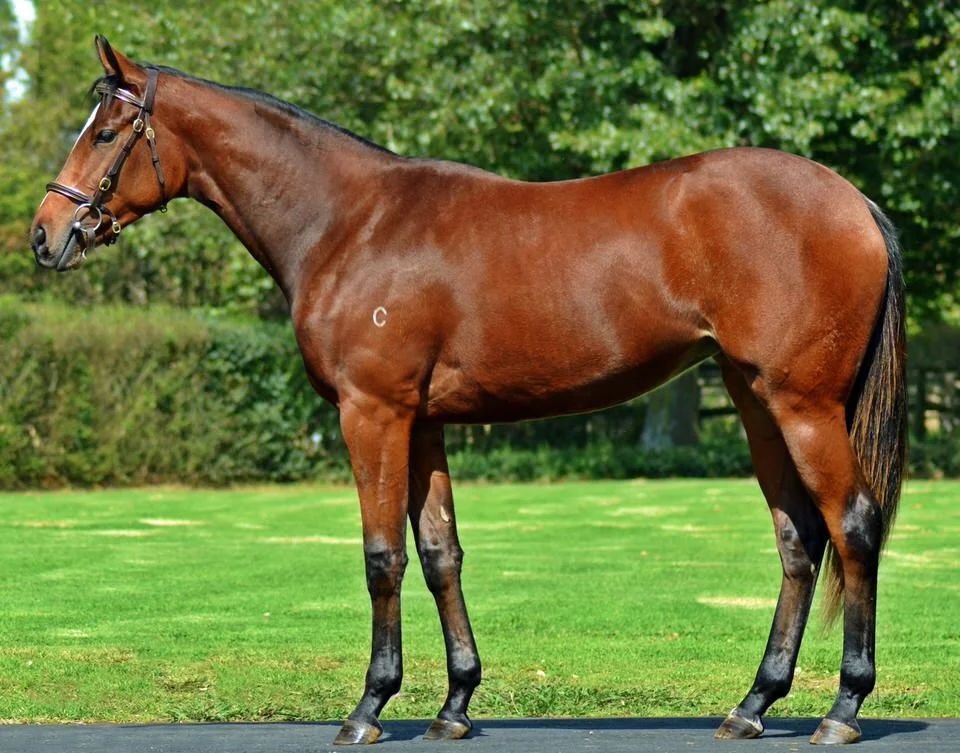 Lot 521 High Chaparral - Prime Choice