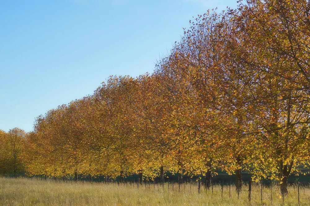 KwaZulu-Natal Autumn 7