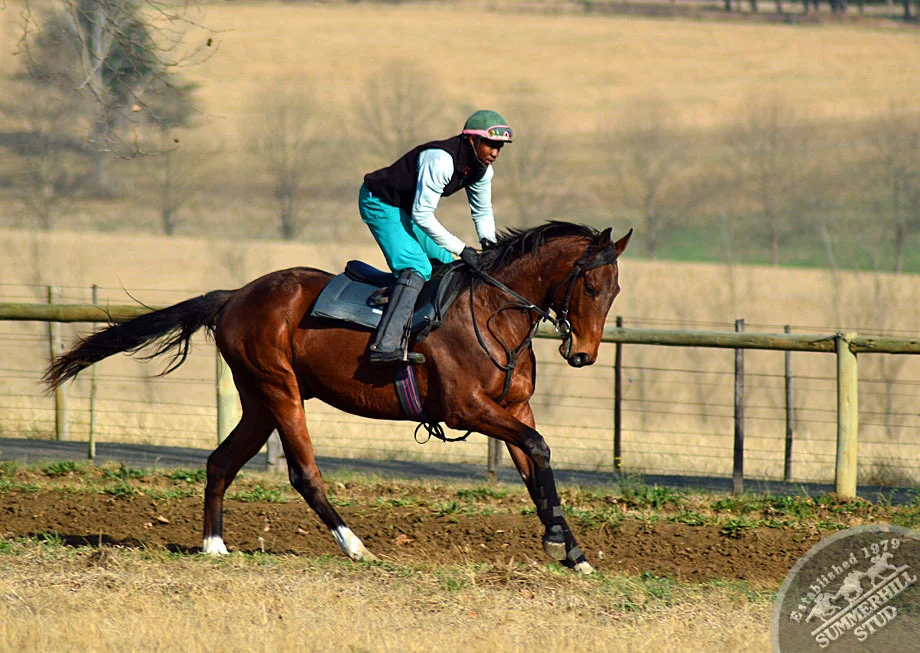 Brave Tin Soldier - Electric Elegance