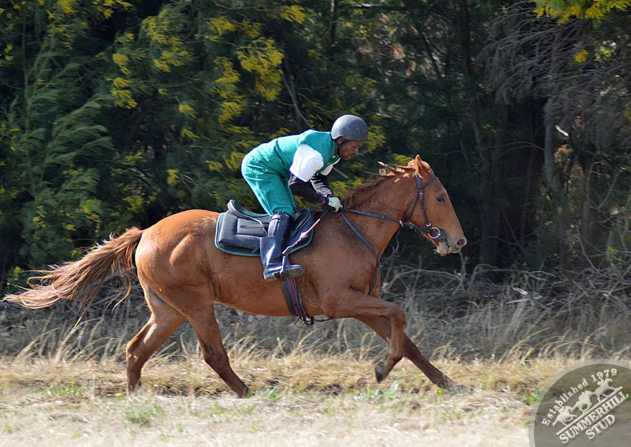Mullins Bay - Bellita