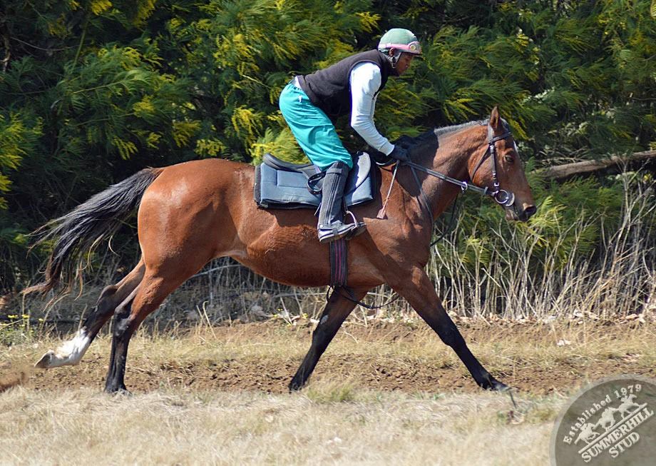 Mullins Bay - Etoile Royale