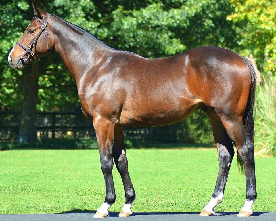 Lot 223 ATTESTATION Admire Main - Tribute