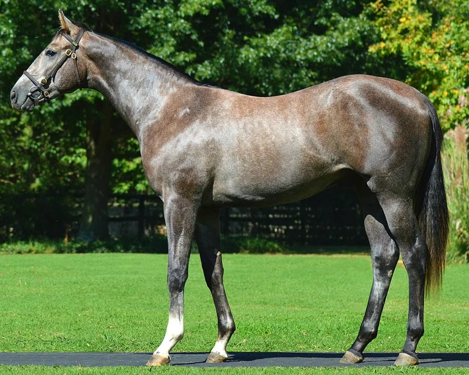 Lot 345 KWASSA KWASSA Muhtafal - Coastal Waltz