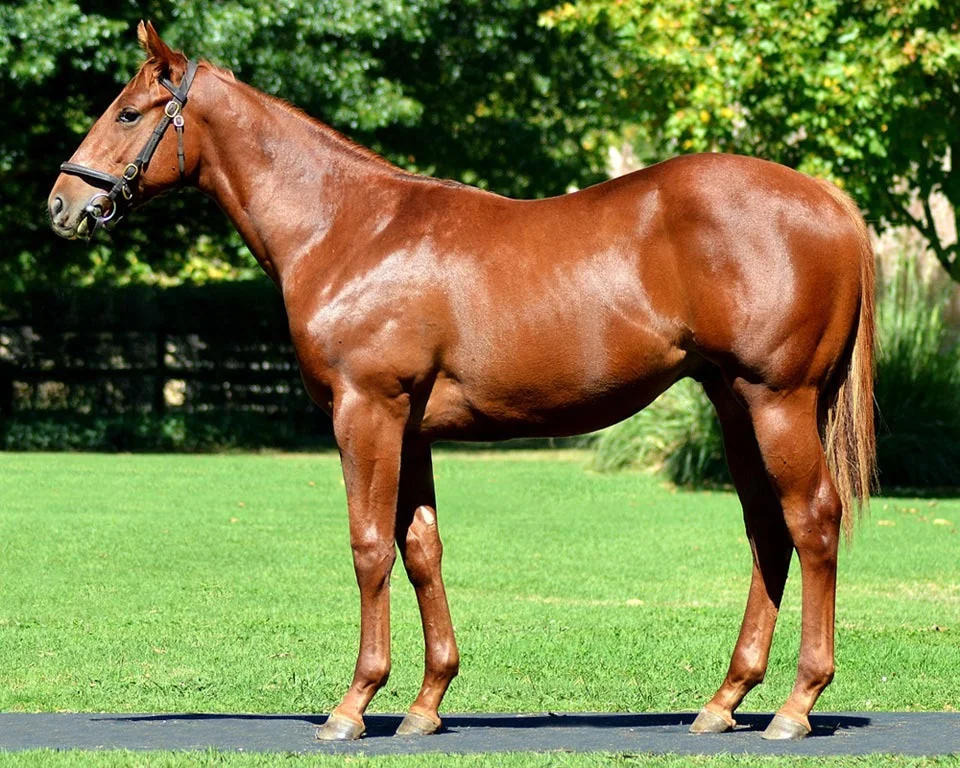 Lot 366 SIR CECIL Kahal - Discover Diamonds