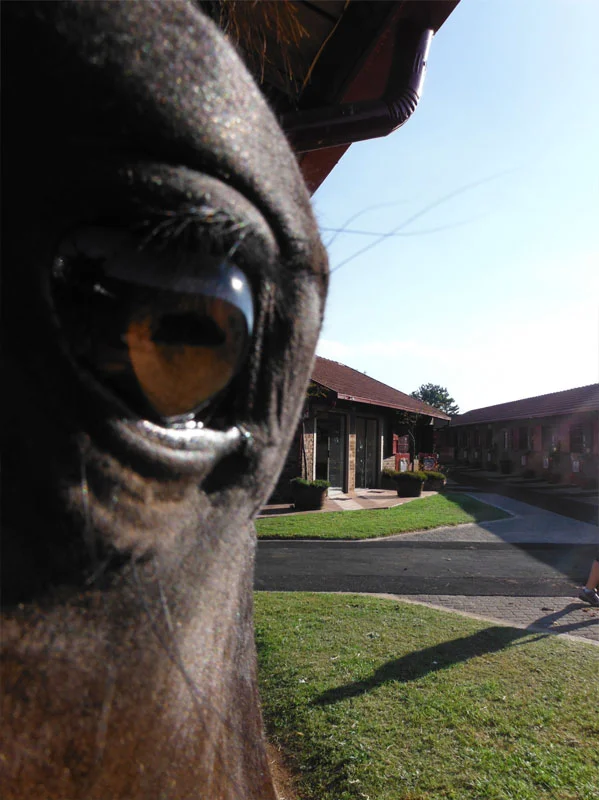 National Yearling Sale 2013 4