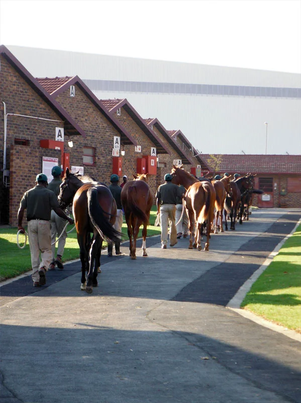 National Yearling Sale 2013 7