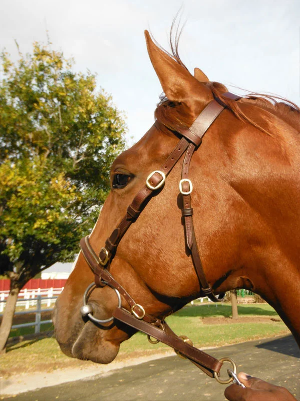 National Yearling Sale 2013 28