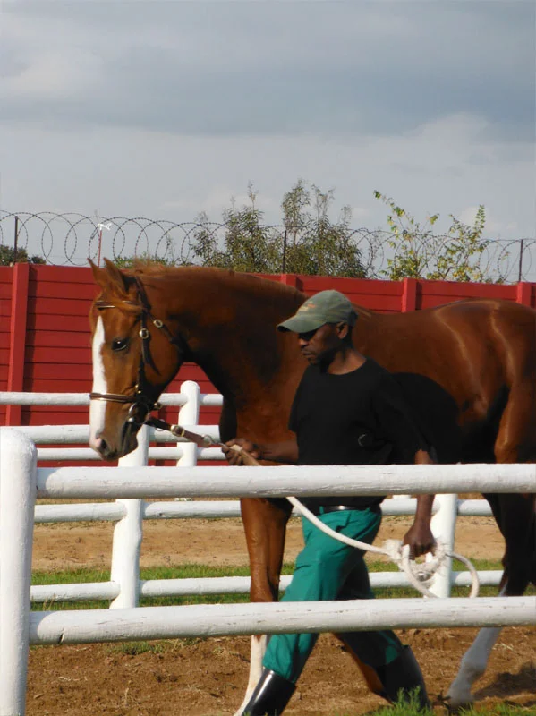 National Yearling Sale 2013 27