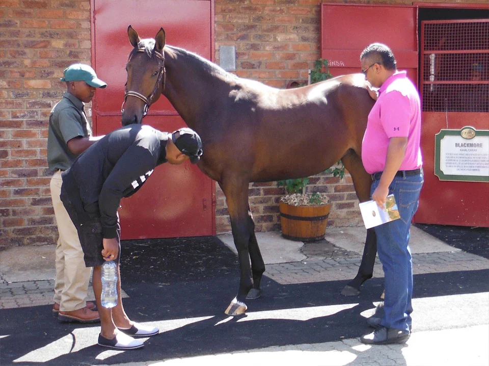 National Yearling Sale 2013 40
