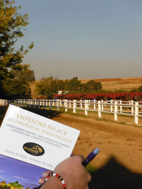 National Yearling Sale 2013 14