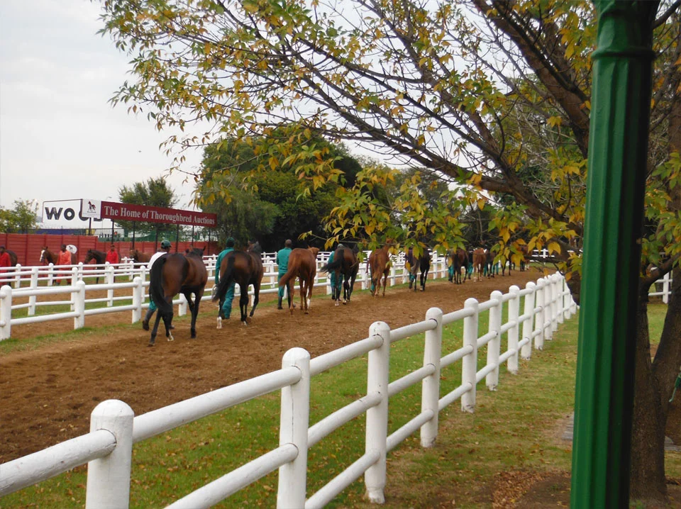 National Yearling Sale 2013 22