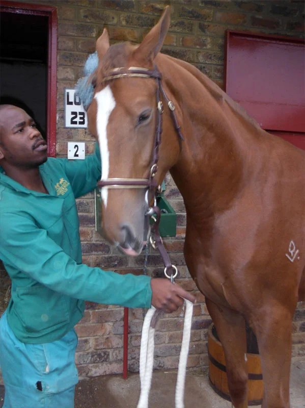 National Yearling Sale 2013 20