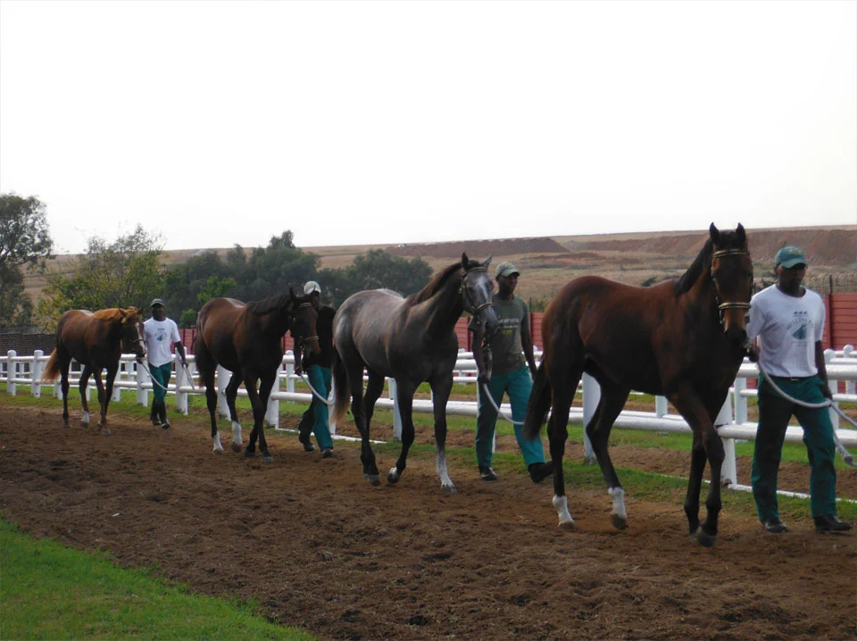 National Yearling Sale 2013 24