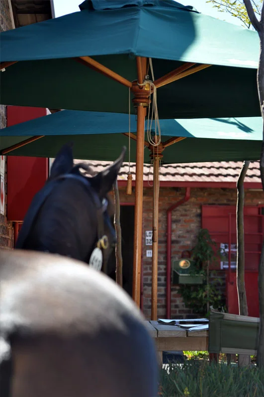 National Yearling Sale 2013 47