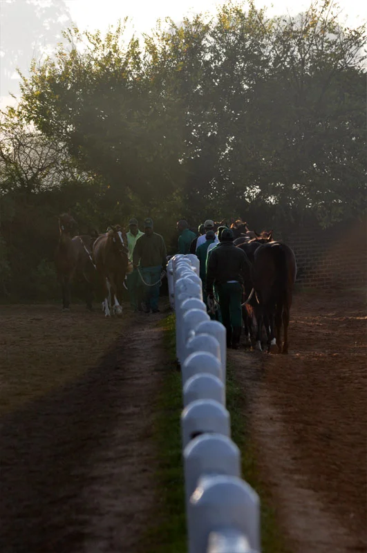 National Yearling Sale 2013 49