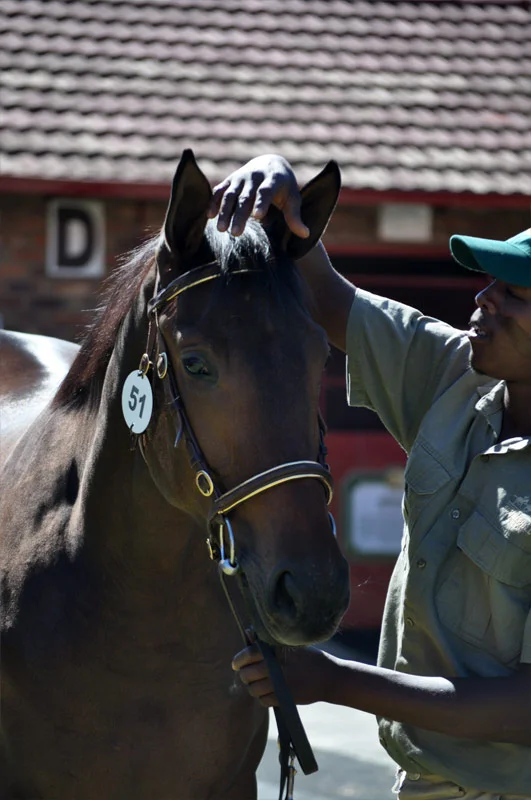 National Yearling Sale 2013 45