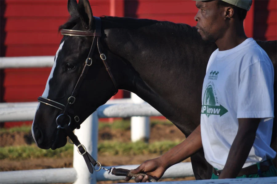 National Yearling Sale 2013 54