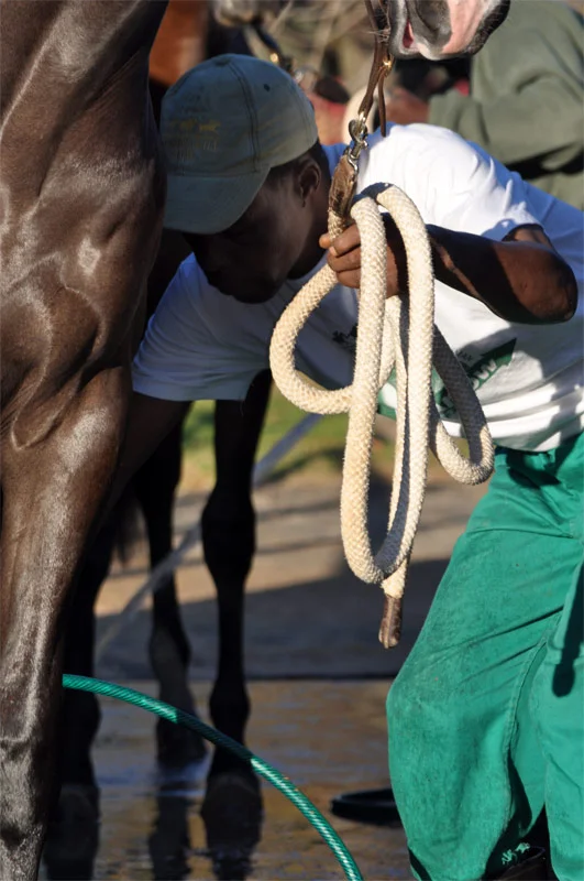 National Yearling Sale 2013 53