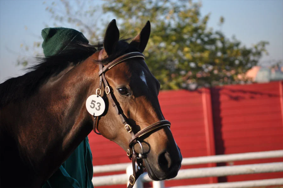 National Yearling Sale 2013 52