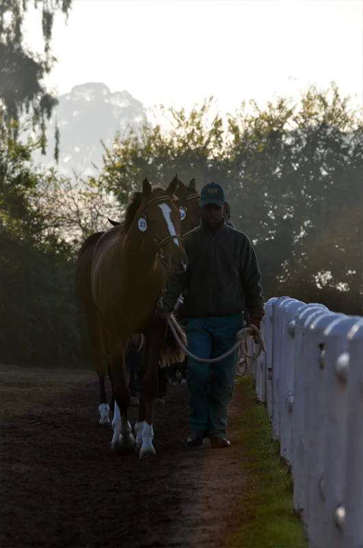 National Yearling Sale 2013 51