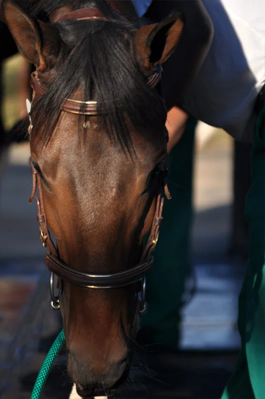 National Yearling Sale 2013 59