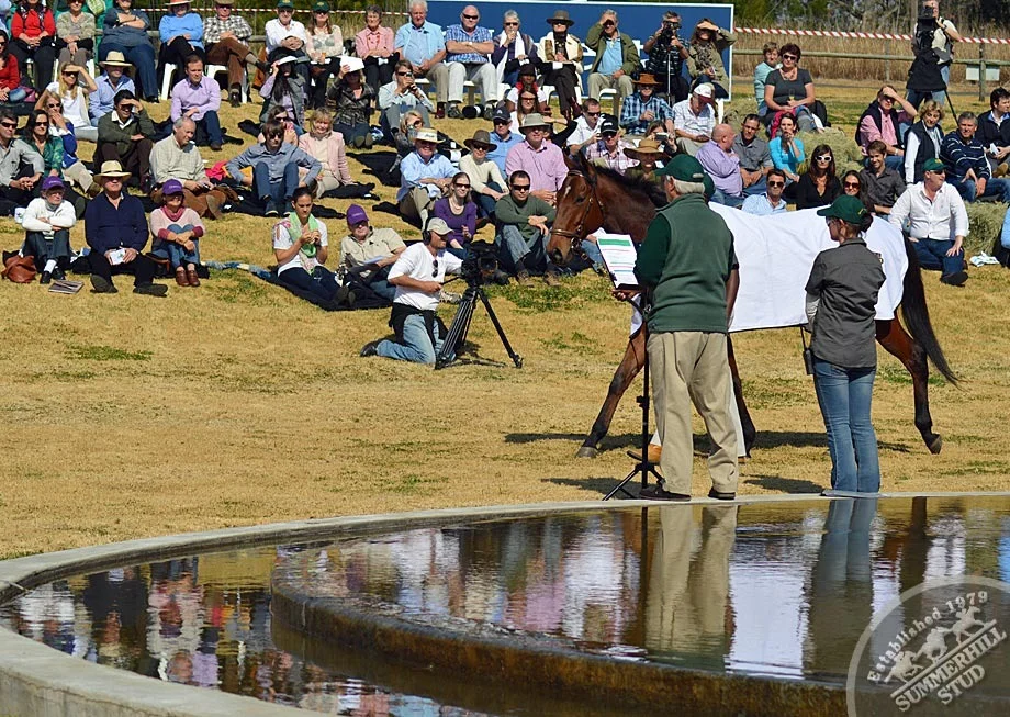 investec-stallion-day-2013-31.jpg