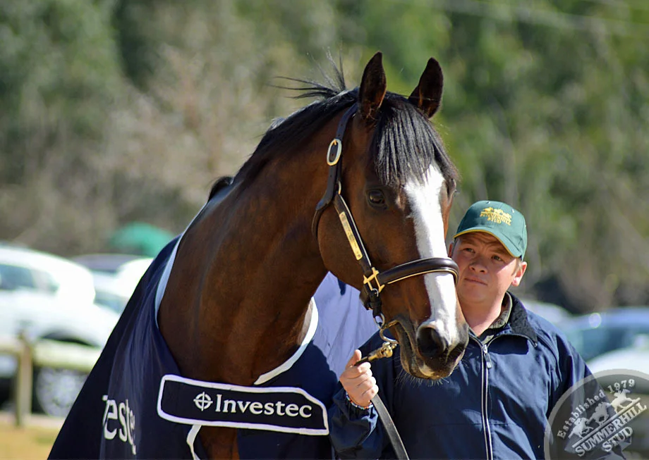 investec-stallion-day-2013-34.jpg
