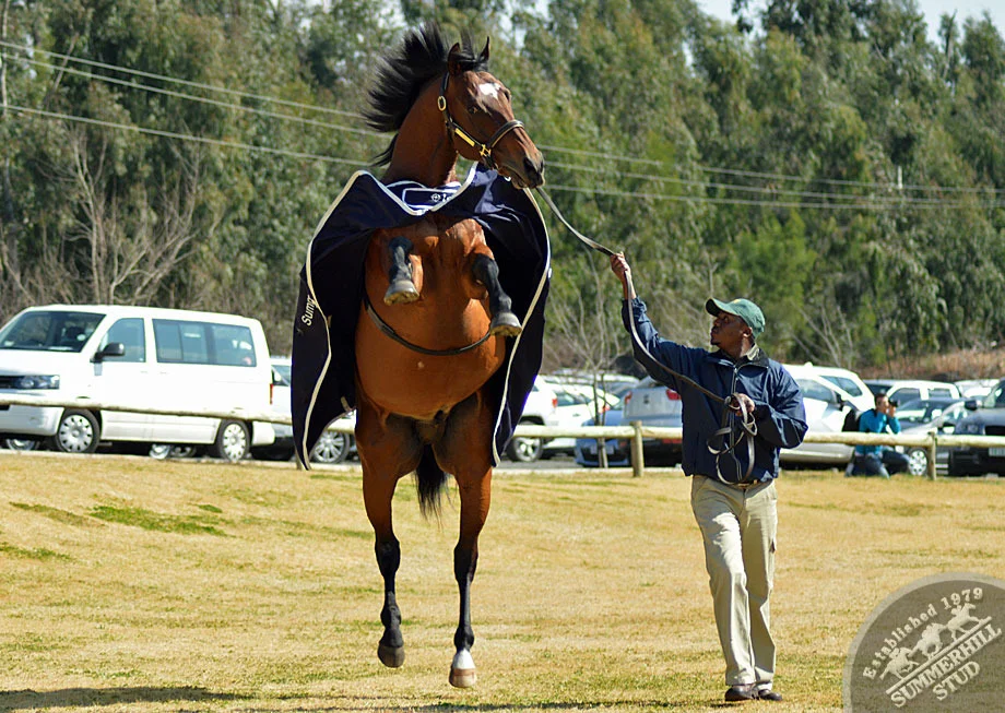 investec-stallion-day-2013-38.jpg