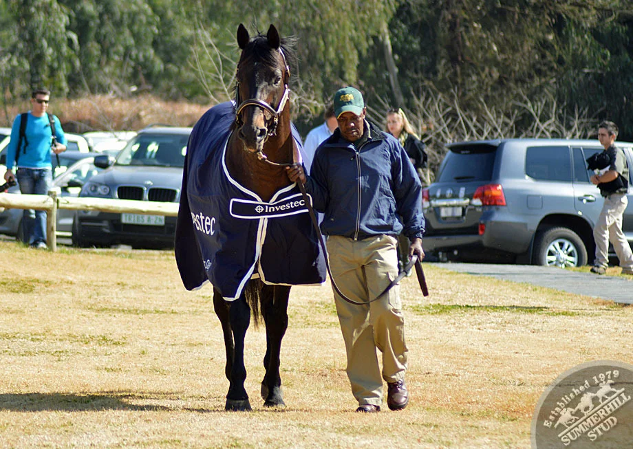 investec-stallion-day-2013-39.jpg