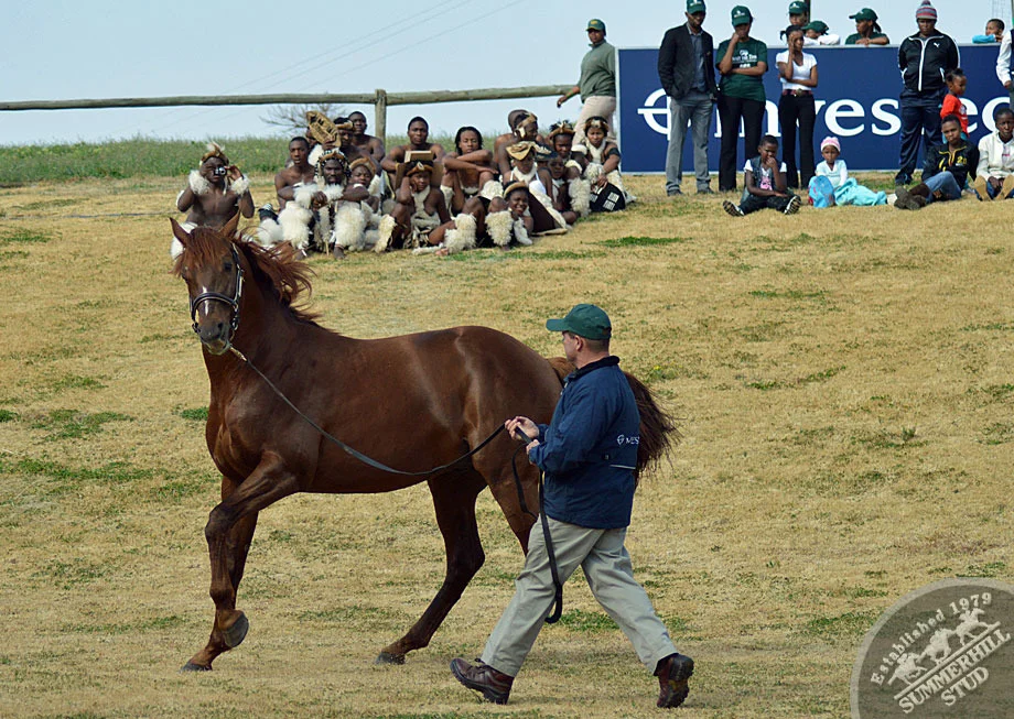 investec-stallion-day-2013-11.jpg