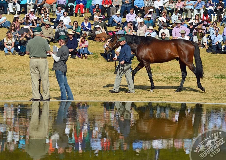 investec-stallion-day-2013-75.jpg