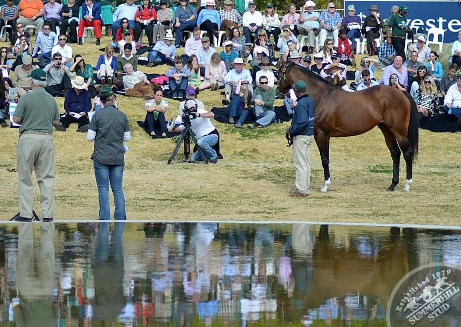investec-stallion-day-2013-61.jpg