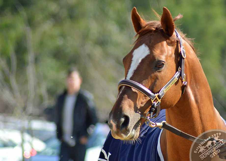investec-stallion-day-2013-44.jpg