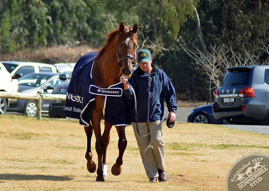investec-stallion-day-2013-45.jpg