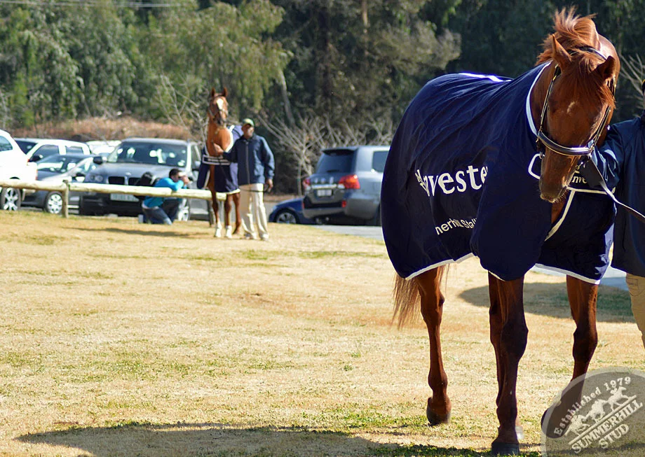 investec-stallion-day-2013-42.jpg