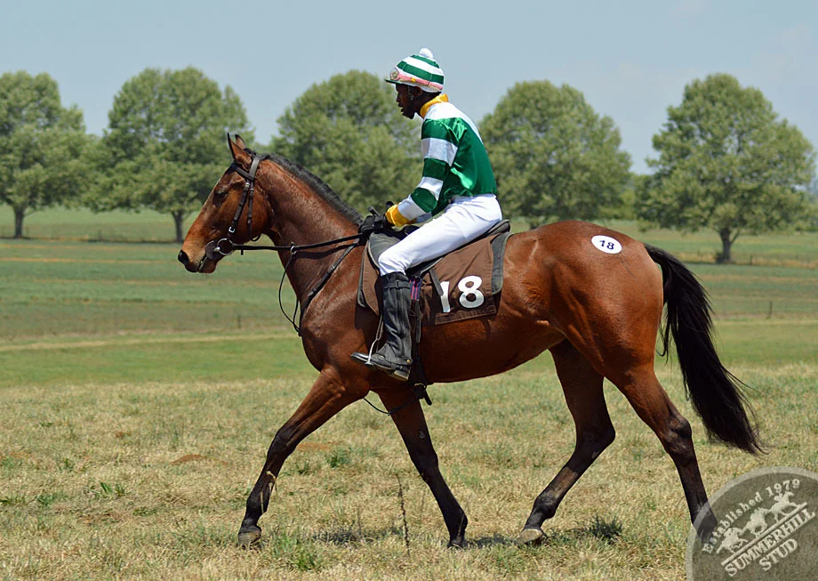 summerhill-ready-to-run-gallops-44.jpg