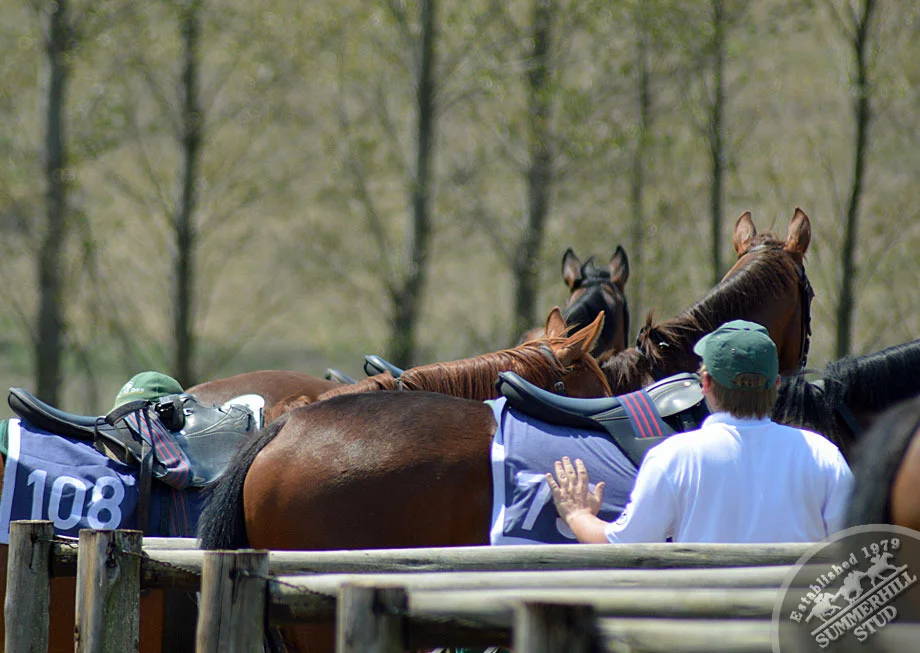 summerhill-ready-to-run-gallops-41.jpg