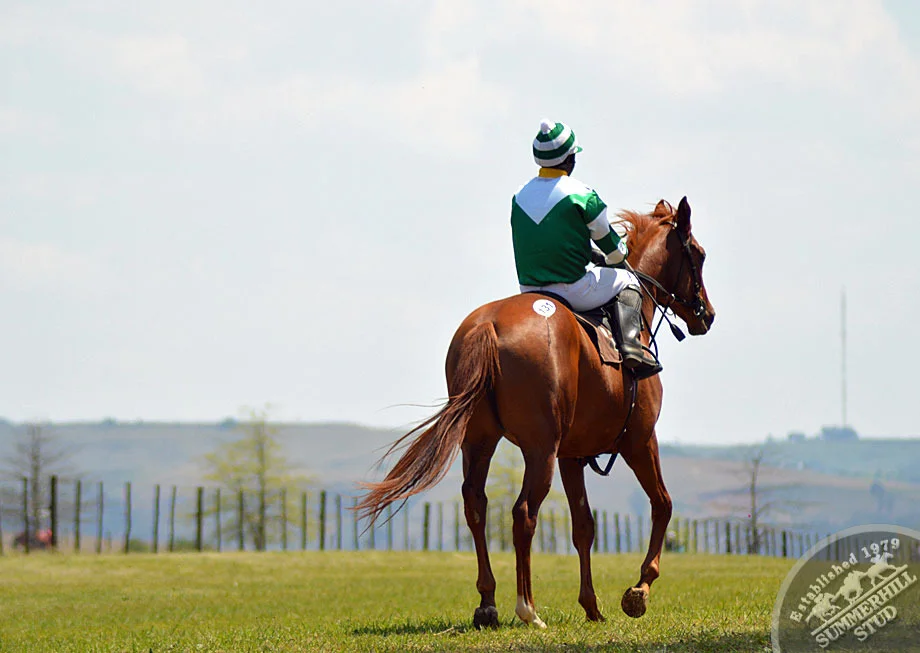 summerhill-ready-to-run-gallops-47.jpg