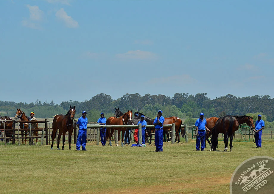 summerhill-ready-to-run-gallops-32.jpg