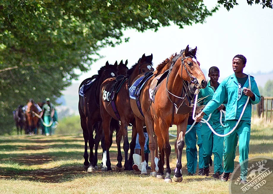 summerhill-ready-to-run-gallops-14.jpg