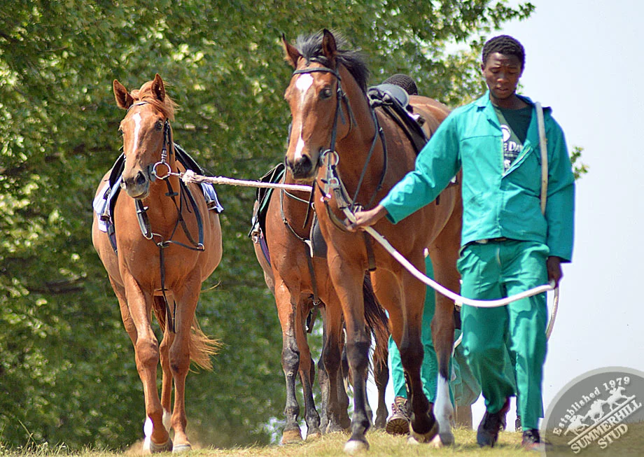 summerhill-ready-to-run-gallops-15.jpg