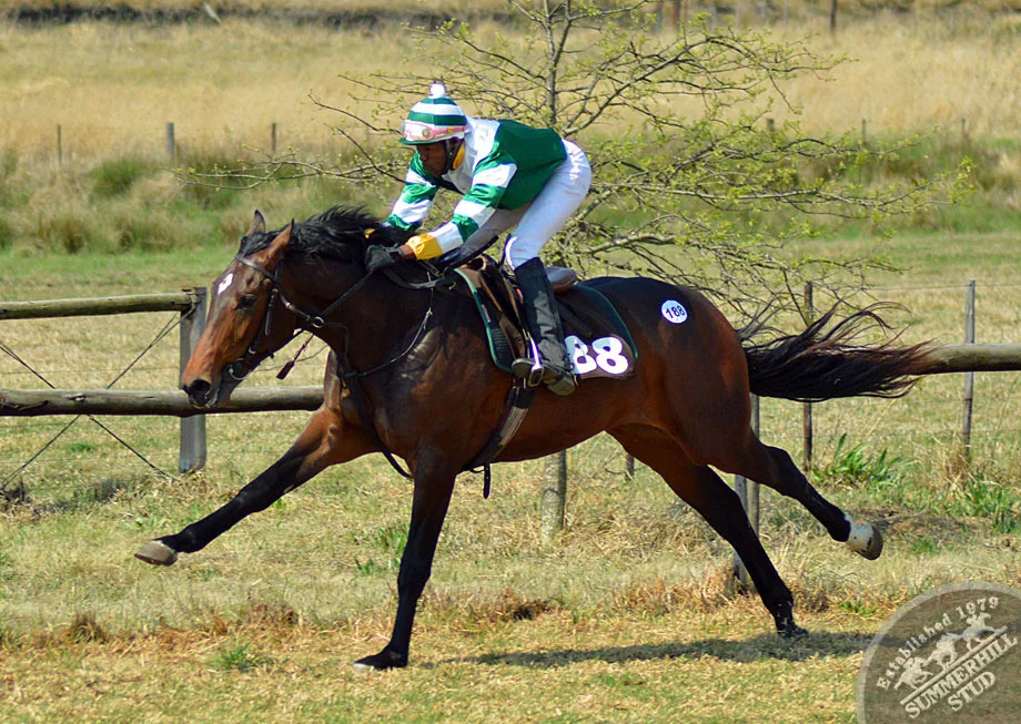 summerhill-ready-to-run-gallops-79.jpg