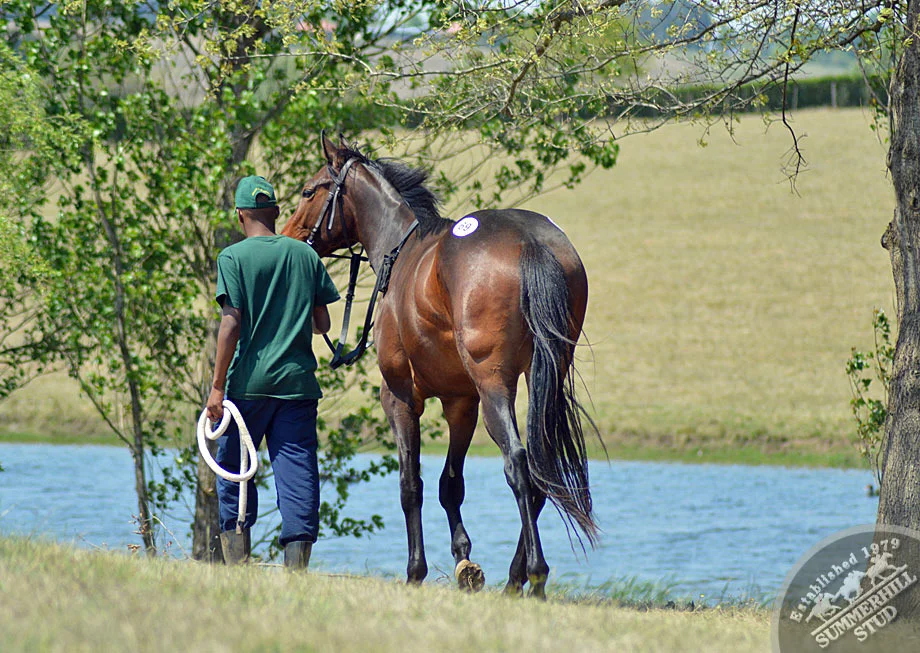 summerhill-ready-to-run-gallops-65.jpg