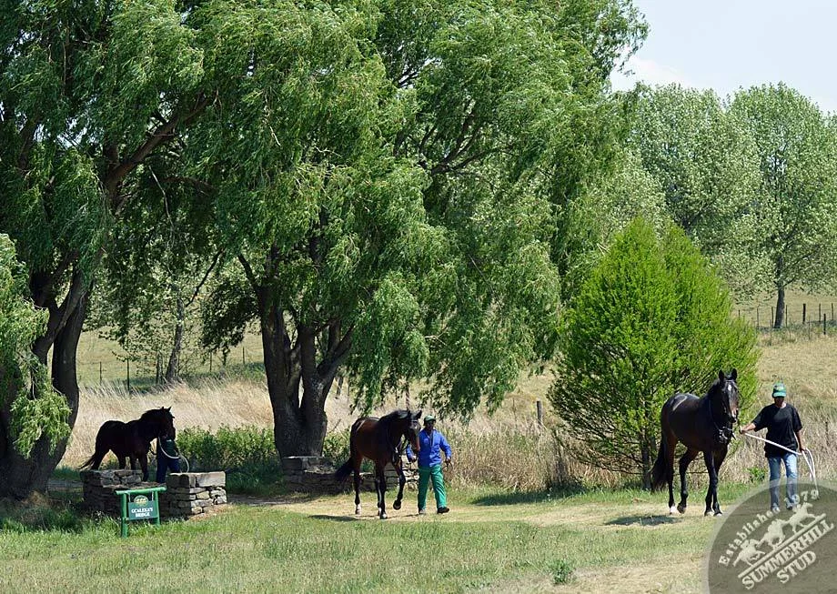summerhill-ready-to-run-gallops-64.jpg