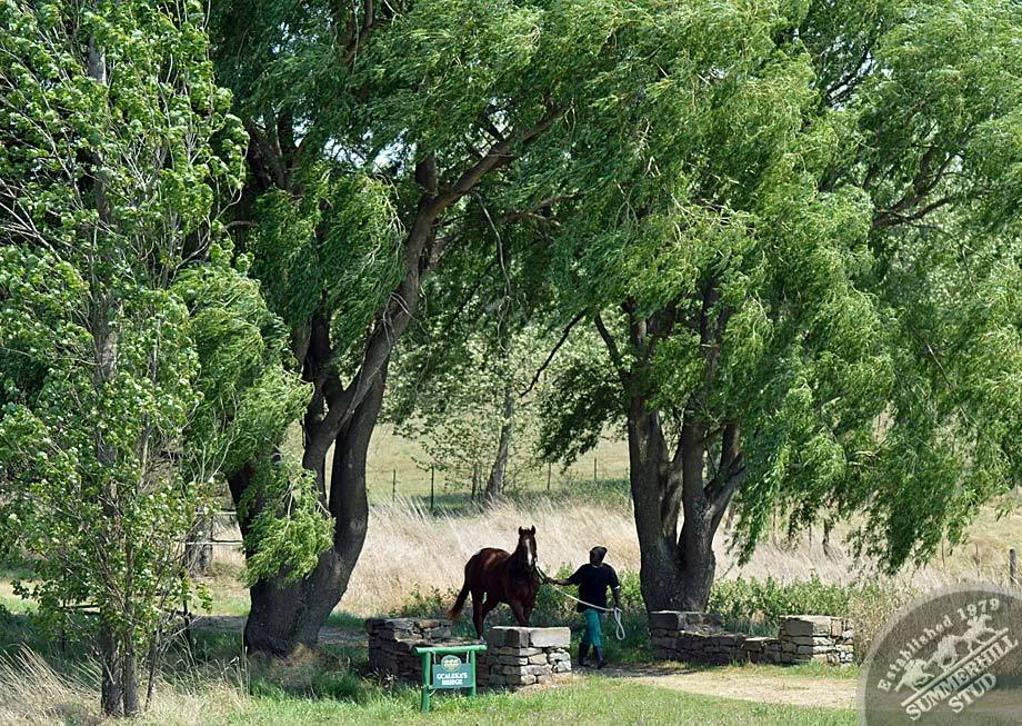 summerhill-ready-to-run-gallops-60.jpg