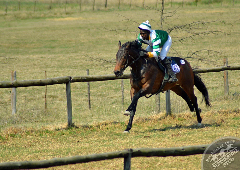 summerhill-ready-to-run-gallops-78.jpg