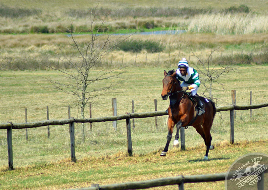 summerhill-ready-to-run-gallops-77.jpg