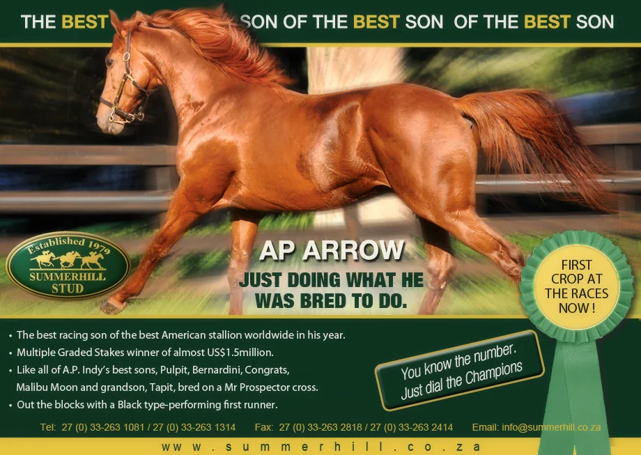 AP Arrow - National Yearling Sale